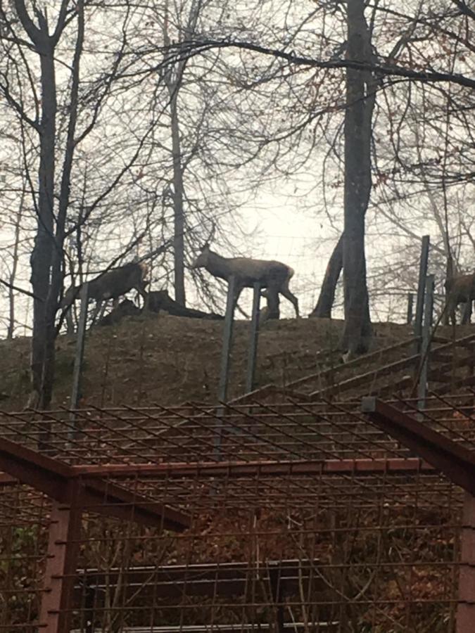 Casa Haiducilor Brasov Villa Eksteriør bilde